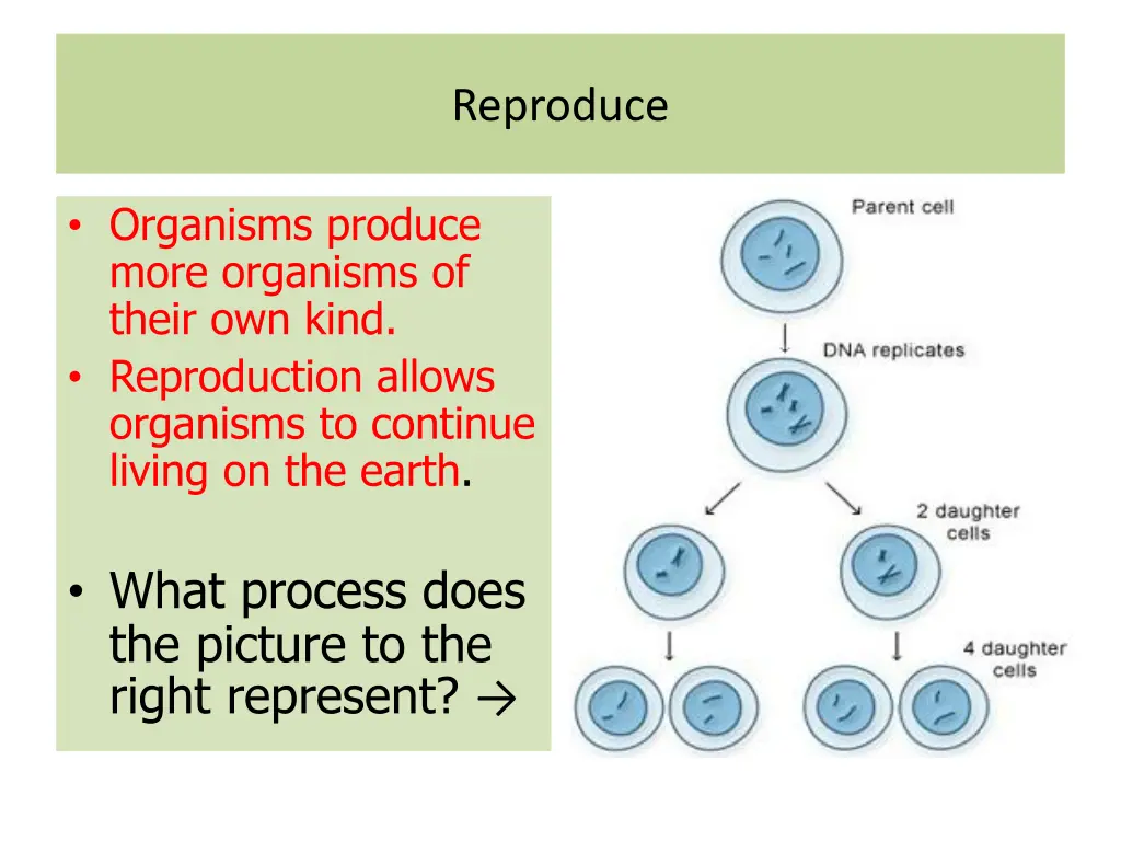 reproduce