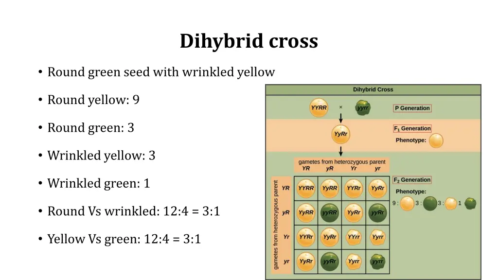 dihybrid cross