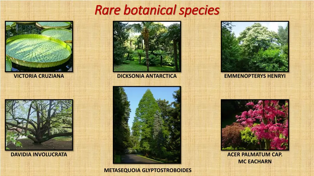 rare rare botanical botanical species