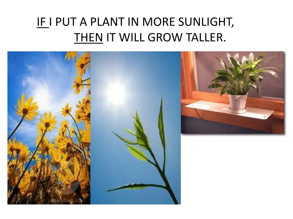 if i put a plant in more sunlight then it will