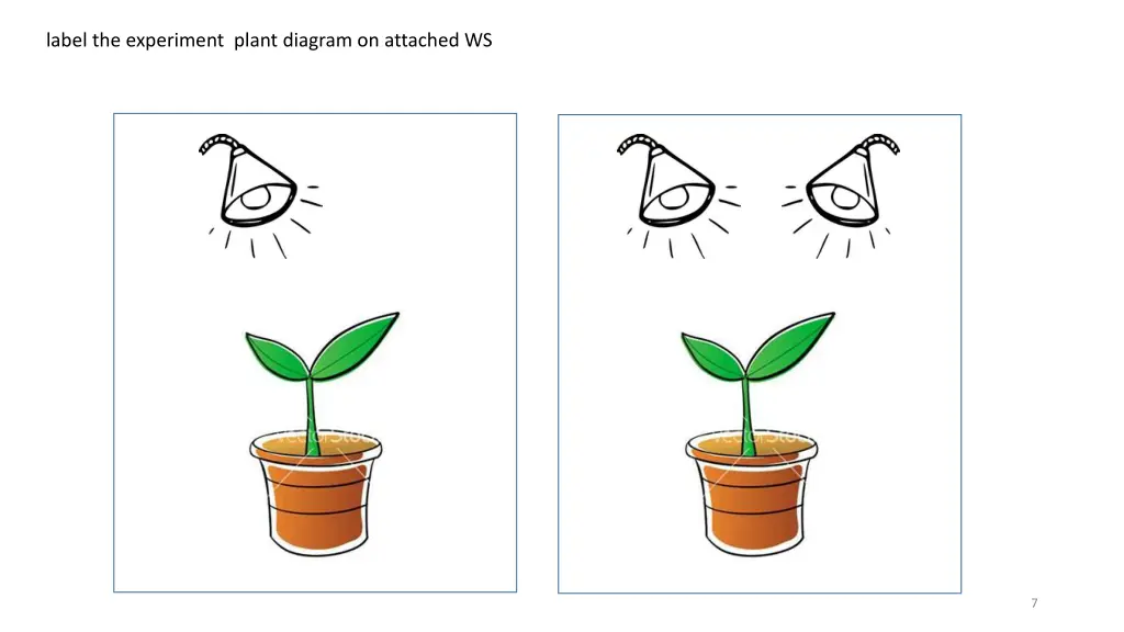 label the experiment plant diagram on attached ws
