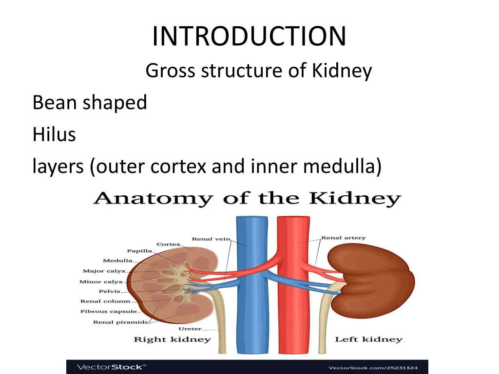 introduction gross structure of kidney bean