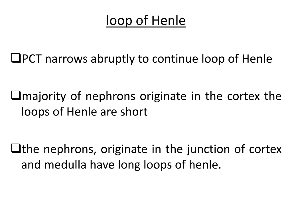 loop of henle