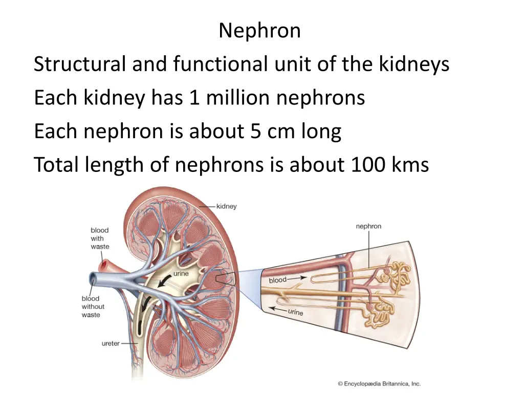 nephron