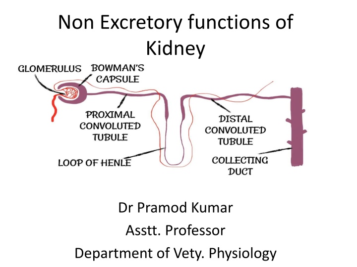 non excretory functions of kidney