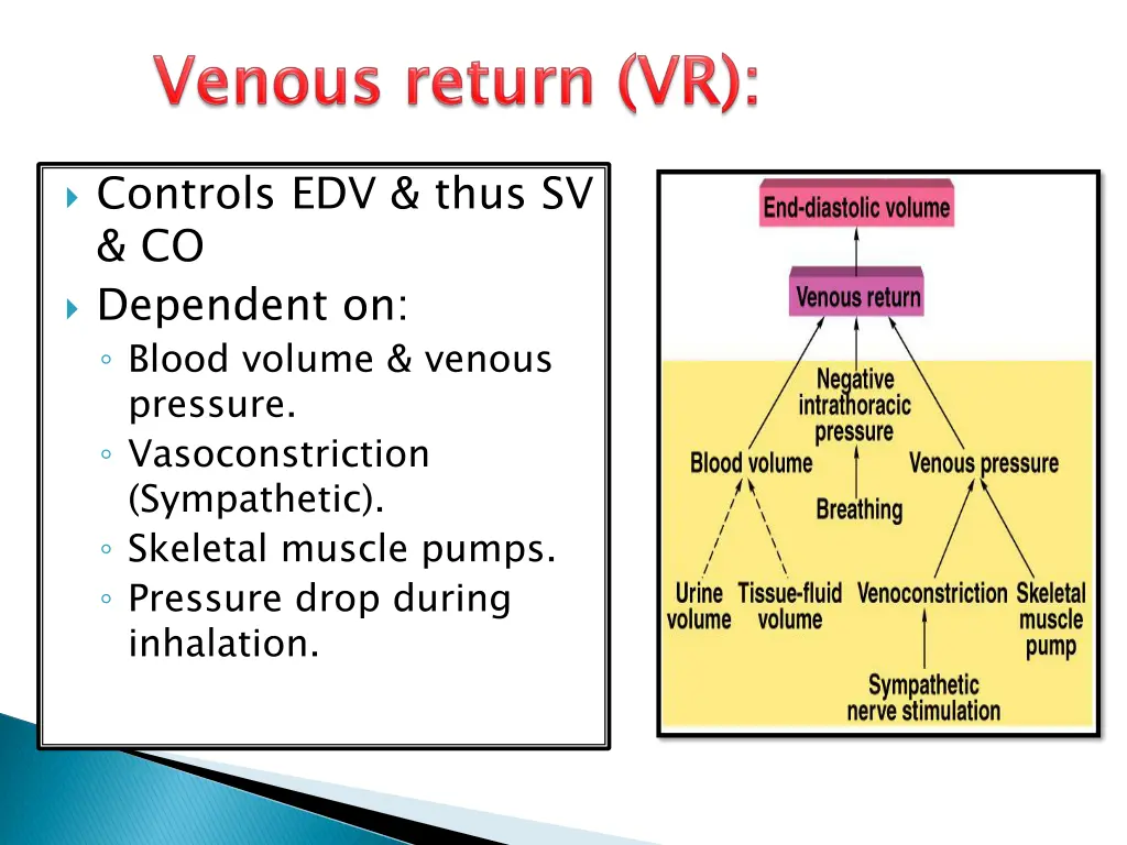 controls edv thus sv co dependent on blood volume
