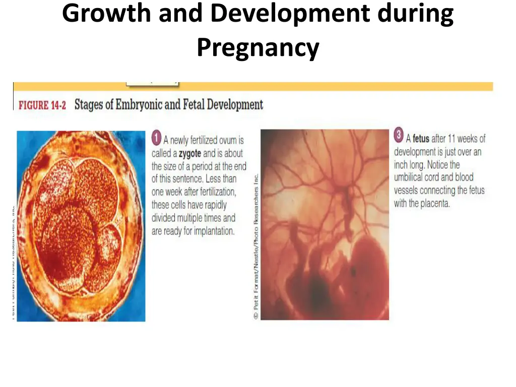growth and development during pregnancy