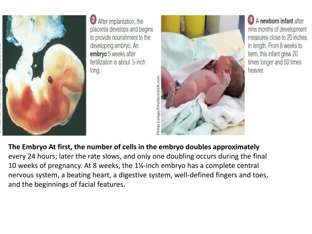 the embryo at first the number of cells
