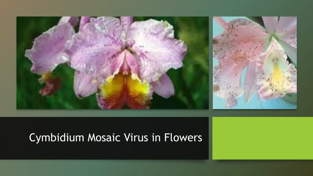 cymbidium mosaic virus in flowers