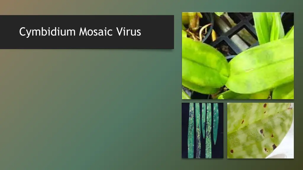 cymbidium mosaic virus