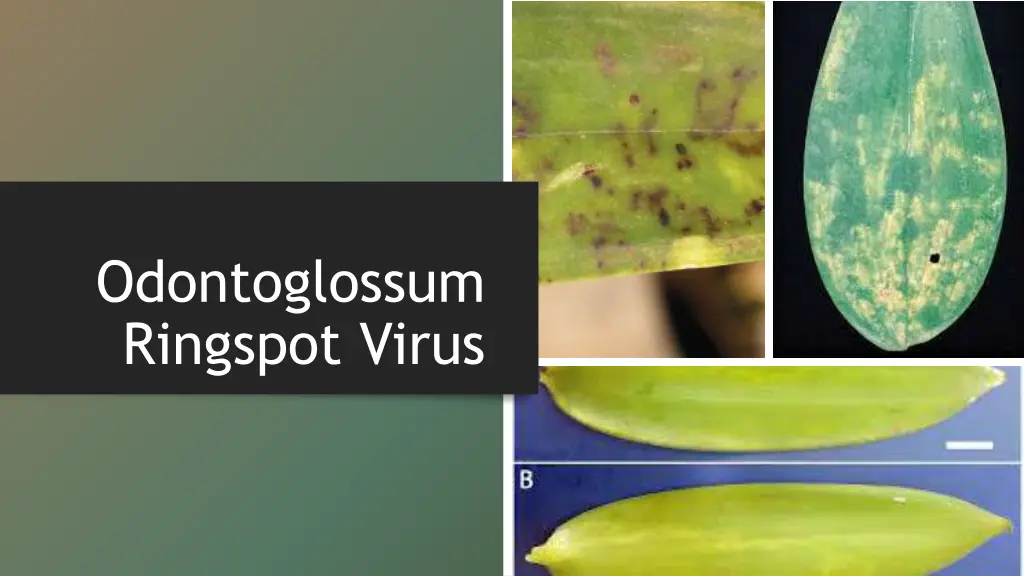 odontoglossum ringspot virus