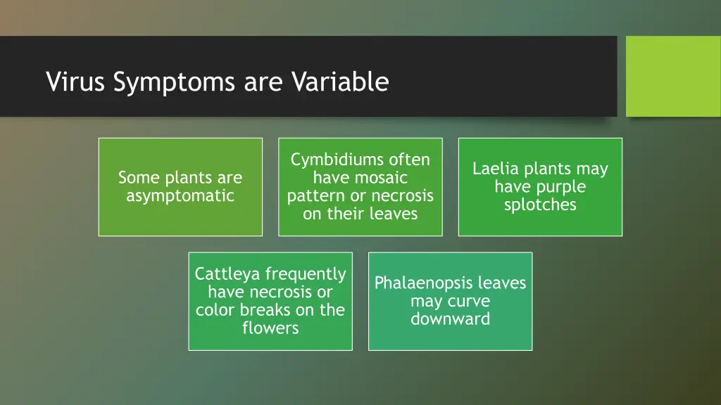 virus symptoms are variable