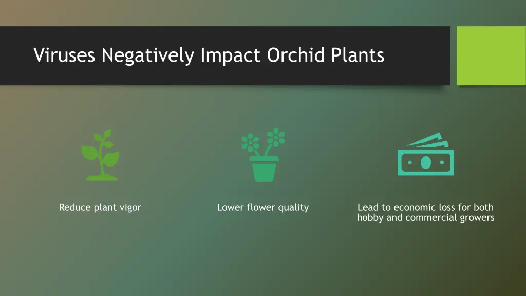 viruses negatively impact orchid plants