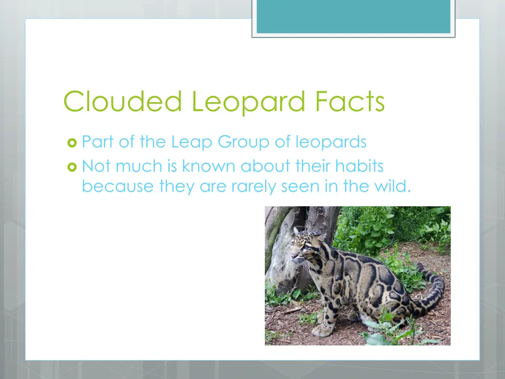 clouded leopard facts