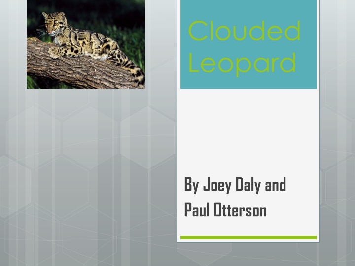 clouded leopard
