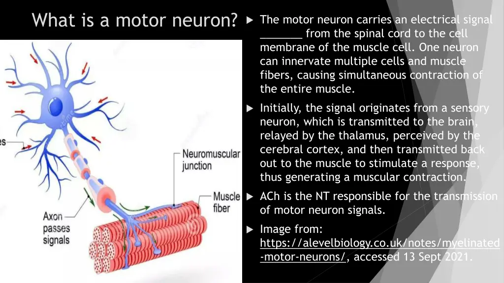 what is a motor neuron