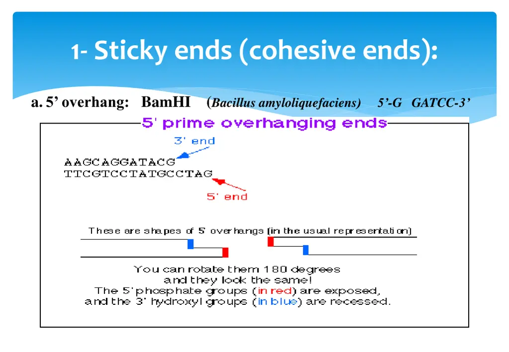 1 sticky ends cohesive ends