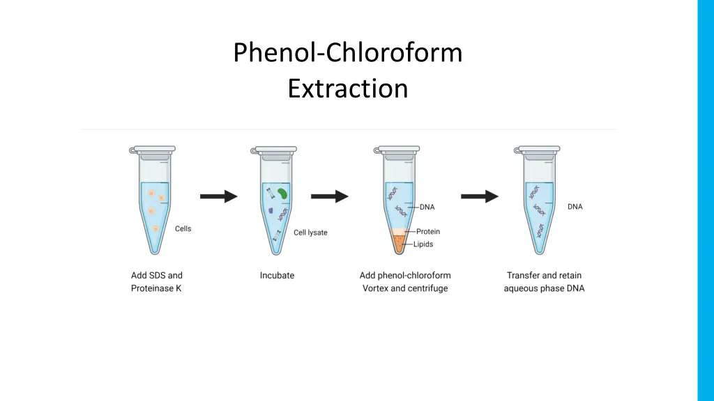 phenol chloroform extraction