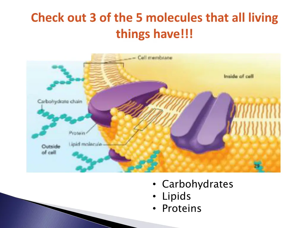 check out 3 of the 5 molecules that all living