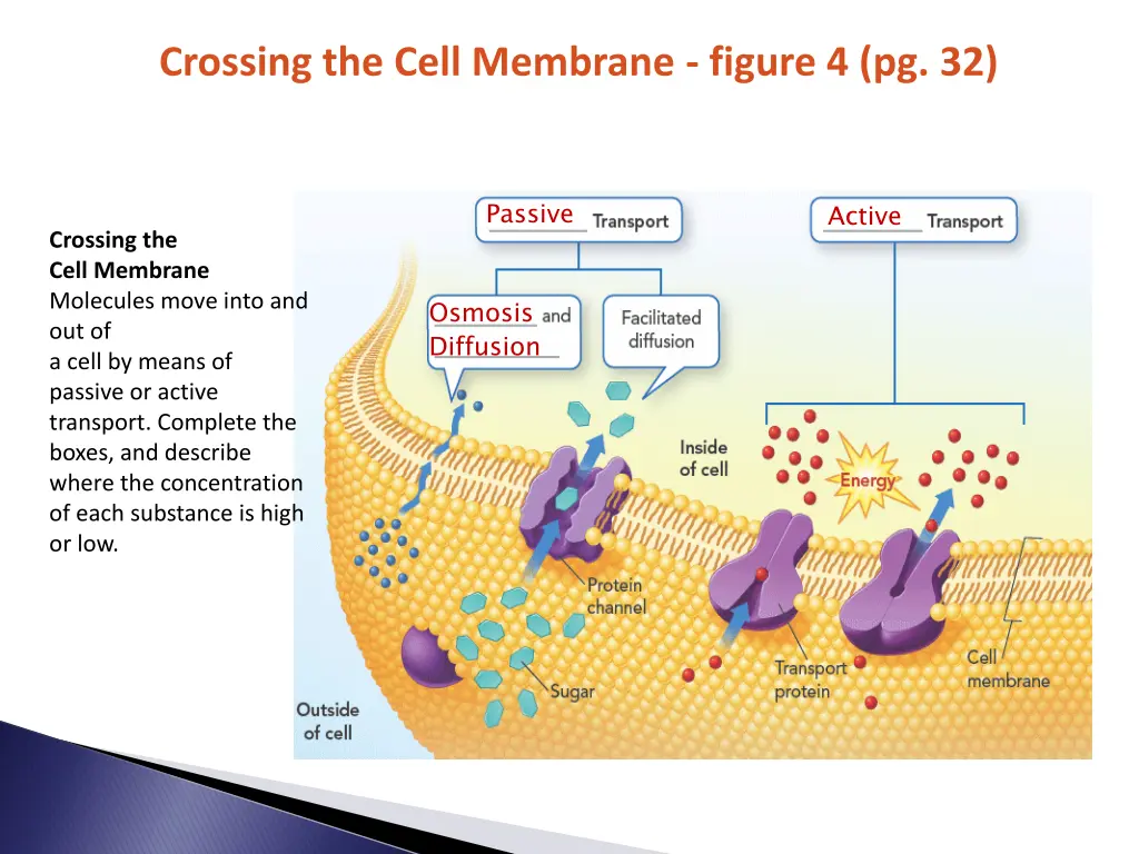 crossing the cell membrane figure 4 pg 32 1