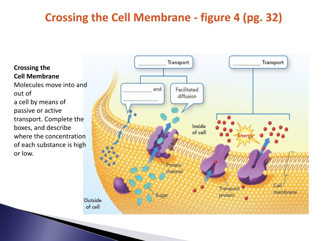 crossing the cell membrane figure 4 pg 32