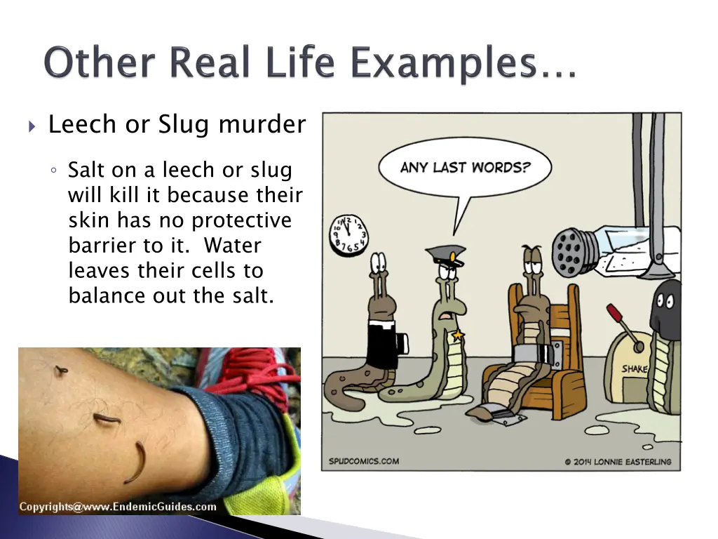 leech or slug murder salt on a leech or slug will