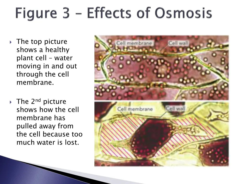 the top picture shows a healthy plant cell water