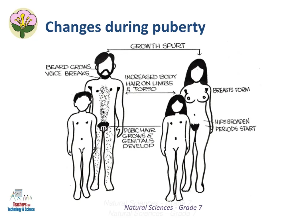 changes during puberty