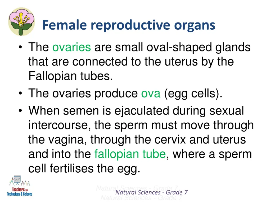 female reproductive organs 1