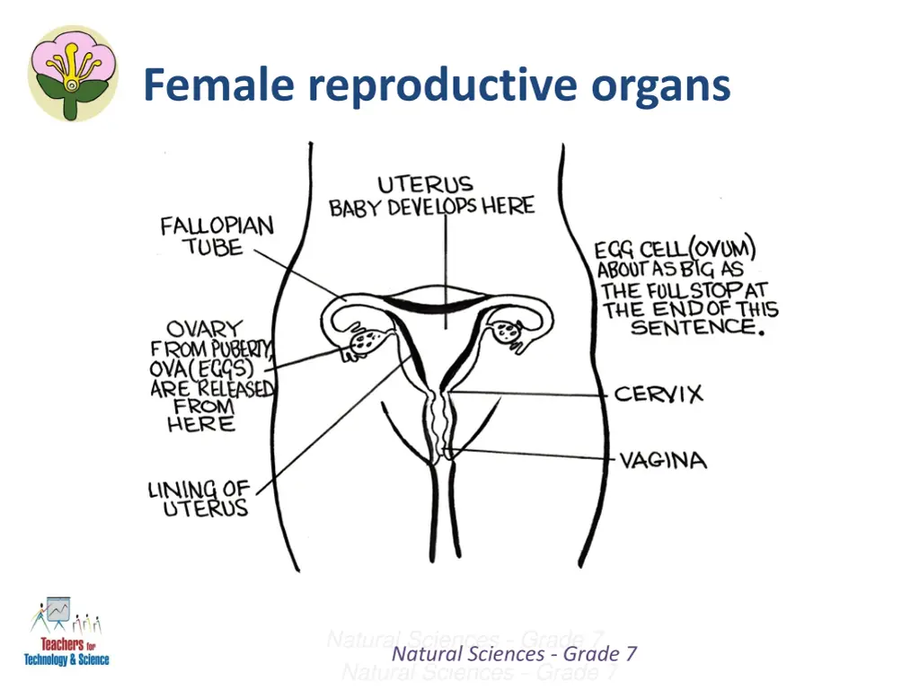 female reproductive organs 2