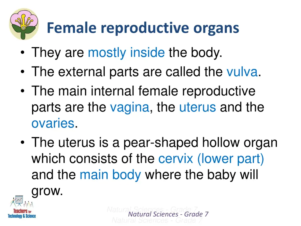 female reproductive organs