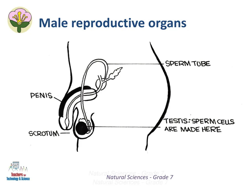 male reproductive organs 1