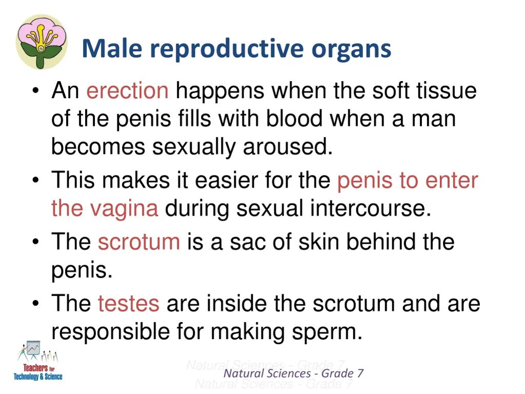 male reproductive organs an erection happens when