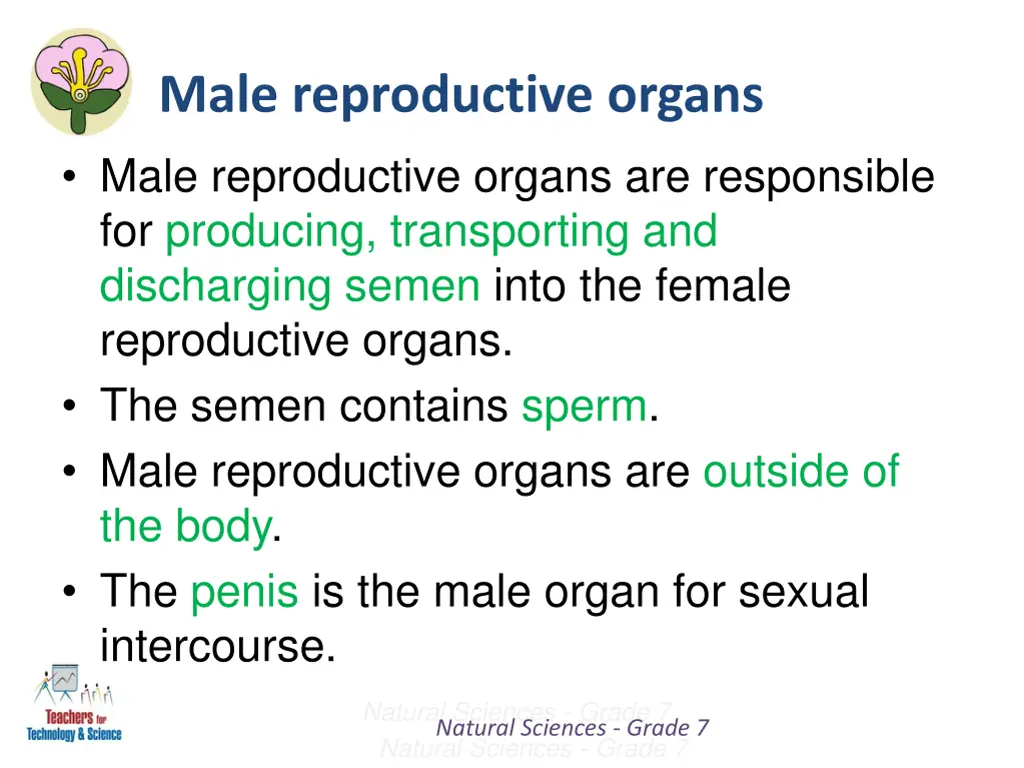 male reproductive organs male reproductive organs