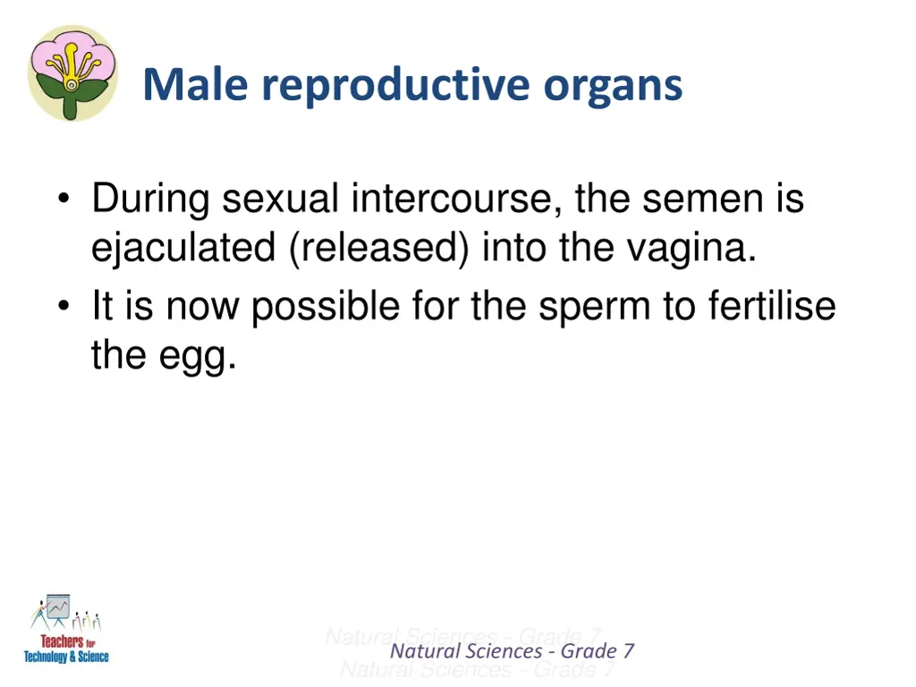 male reproductive organs