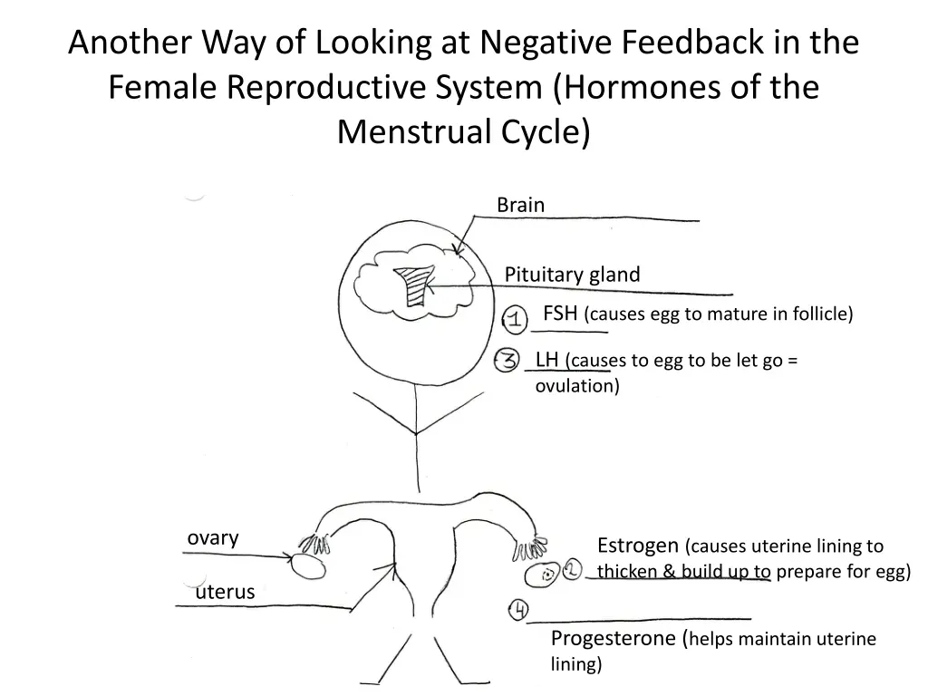another way of looking at negative feedback