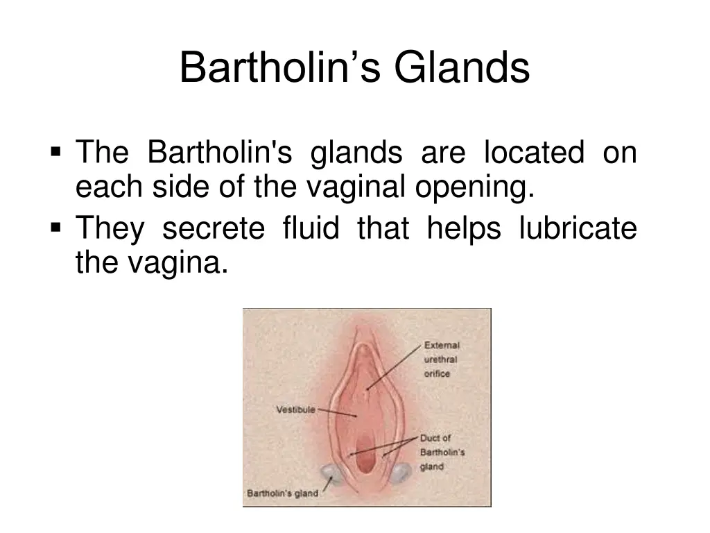 bartholin s glands