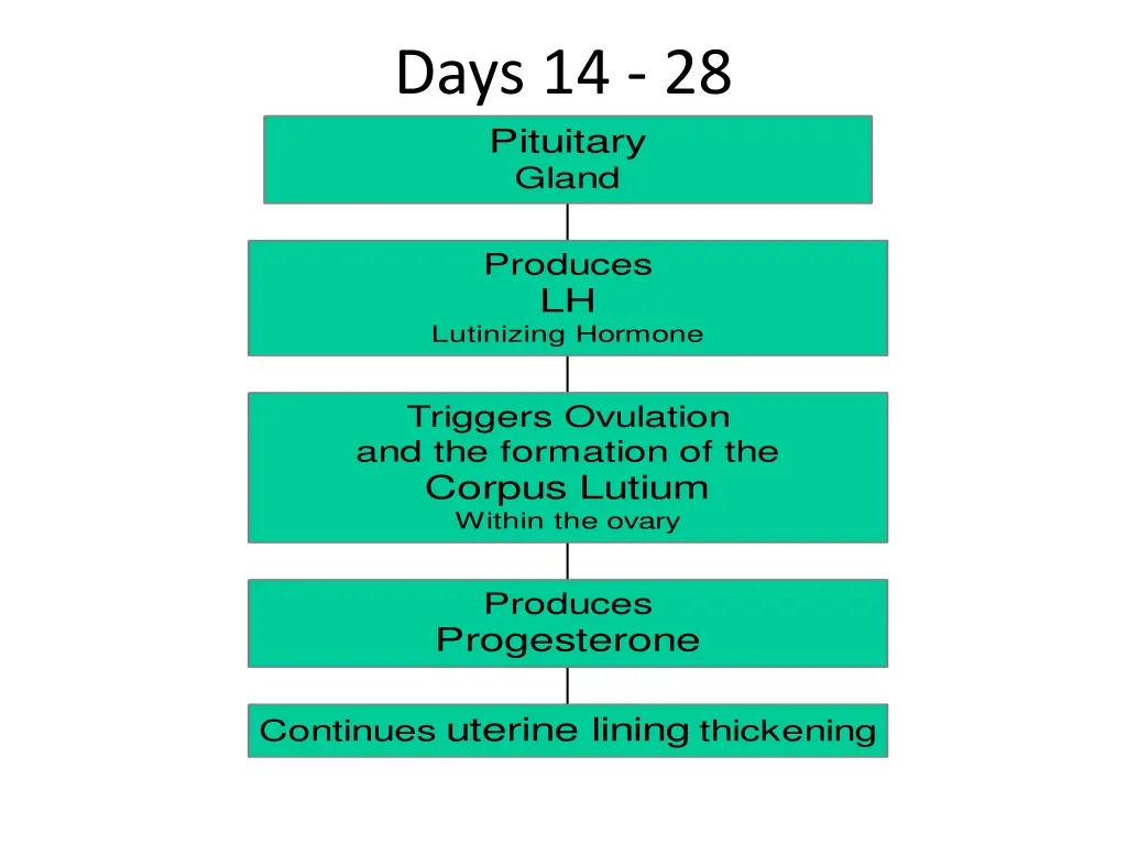 days 14 28 pituitary gland