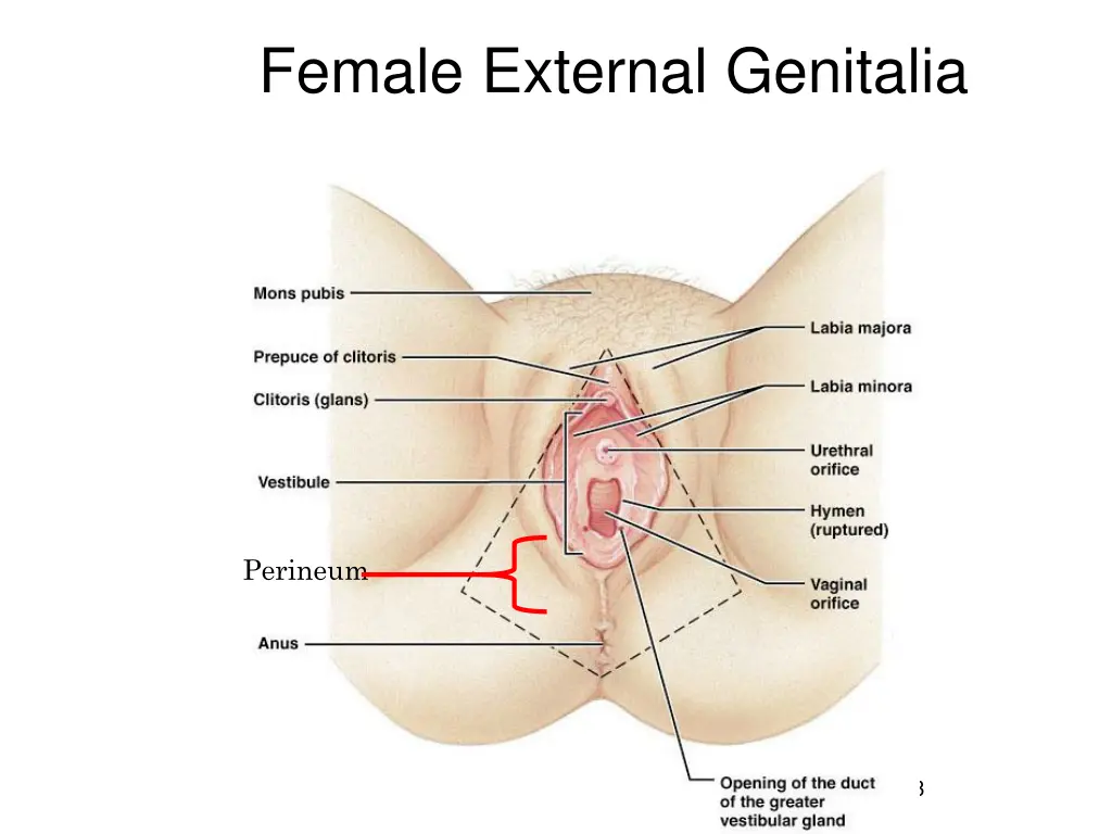female external genitalia 1