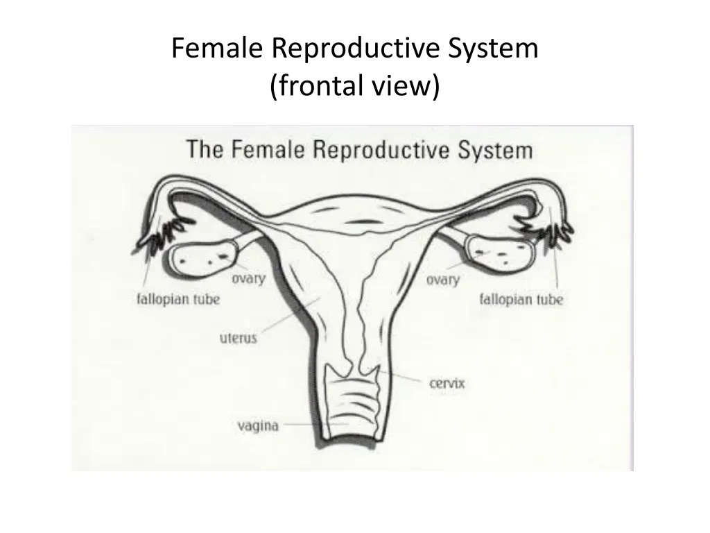 female reproductive system frontal view