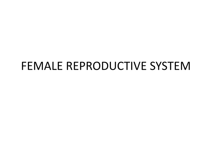 female reproductive system