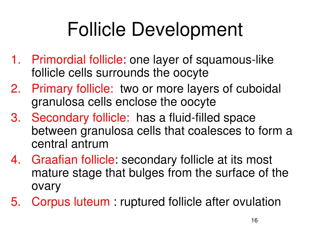 follicle development