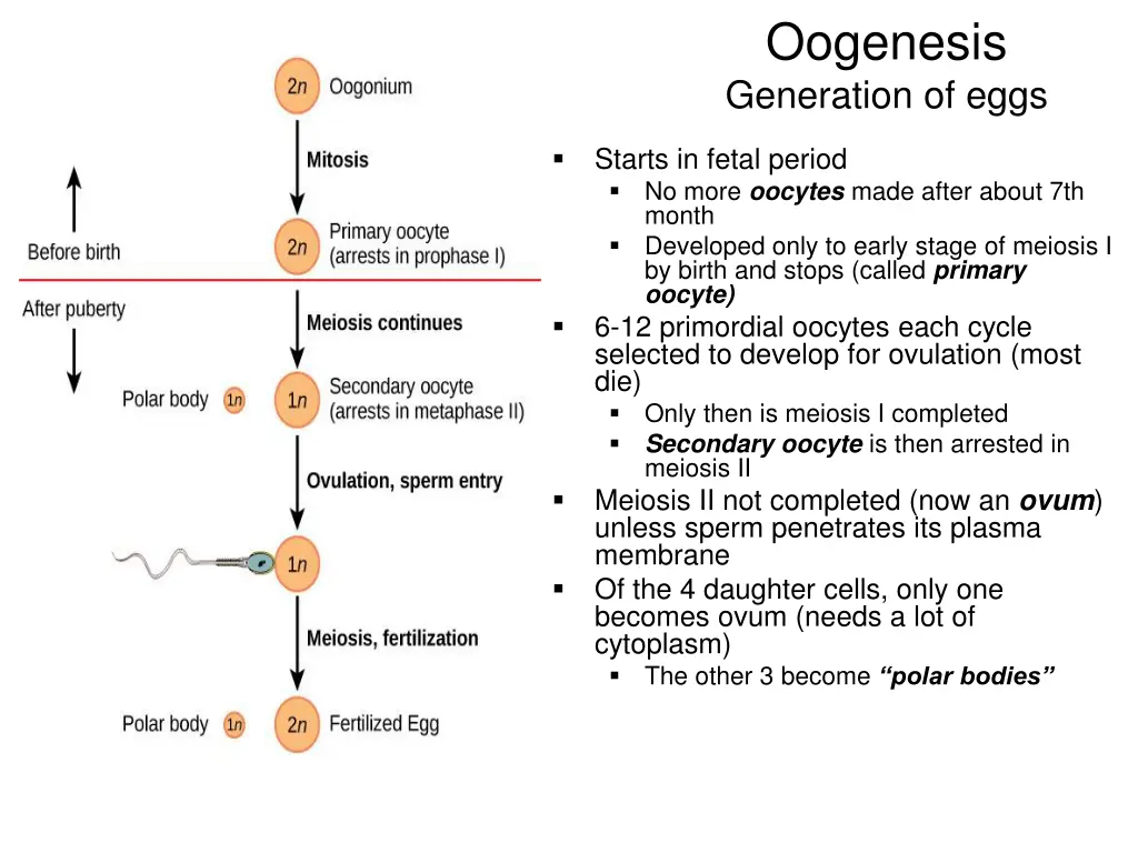 oogenesis generation of eggs