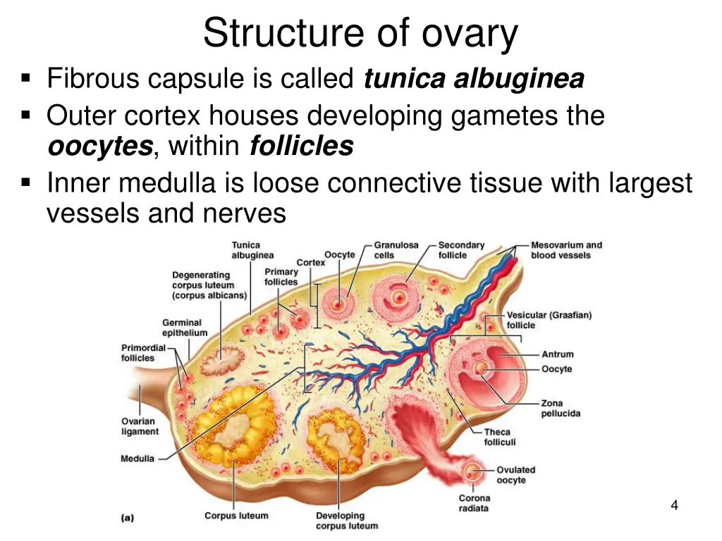 structure of ovary