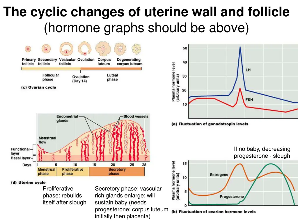 the cyclic changes of uterine wall and follicle