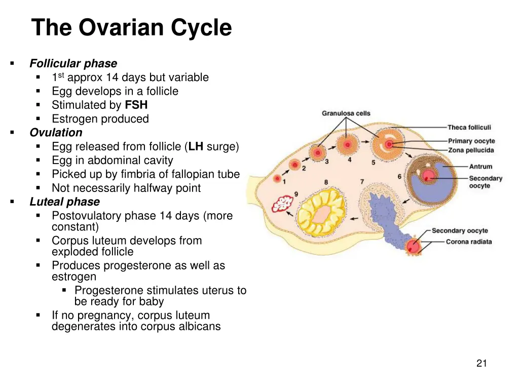 the ovarian cycle