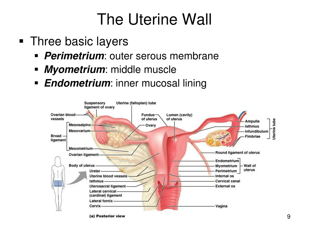 the uterine wall