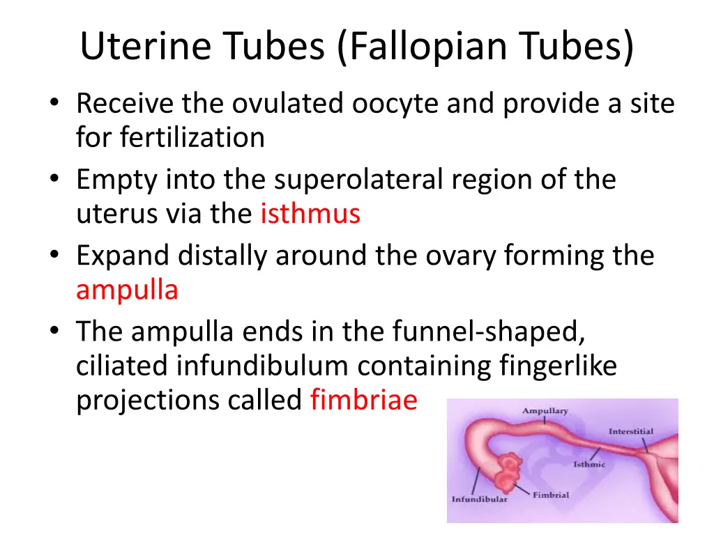 uterine tubes fallopian tubes receive