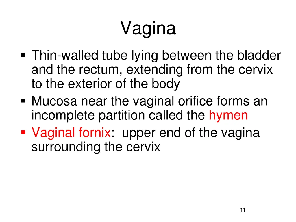 vagina