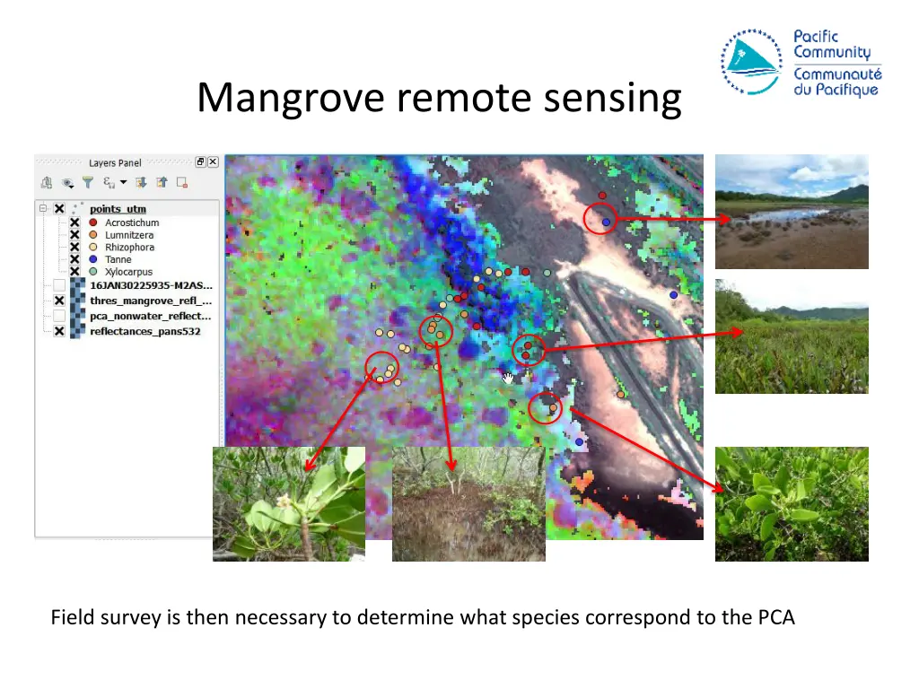 mangrove remote sensing 5